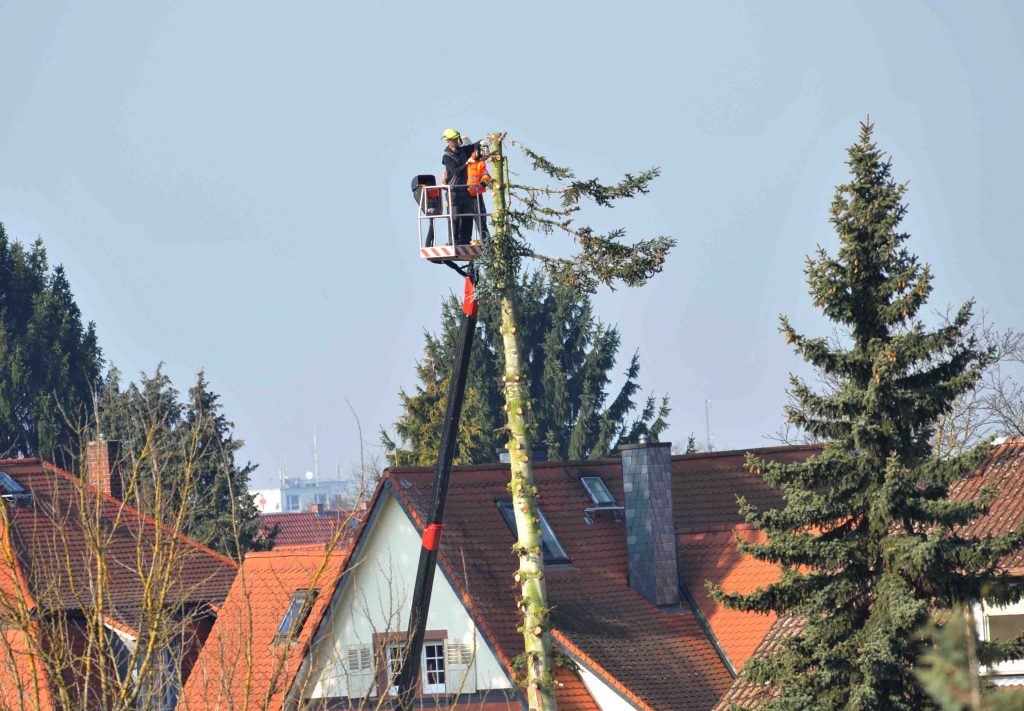 arborist