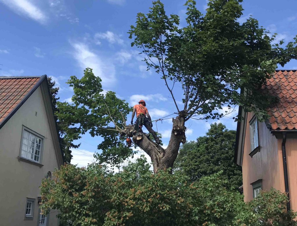 arborist
